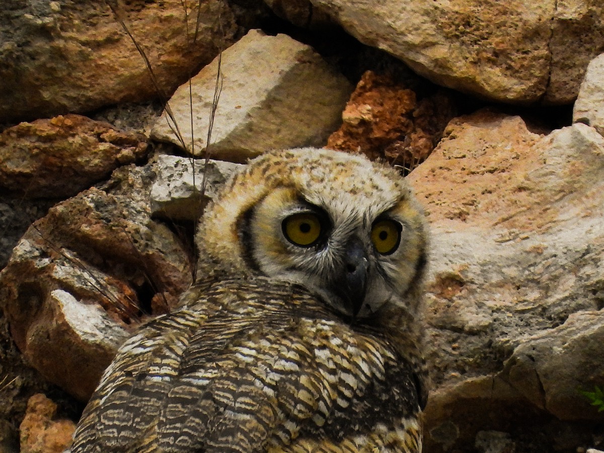 Great Horned Owl - ML619792087