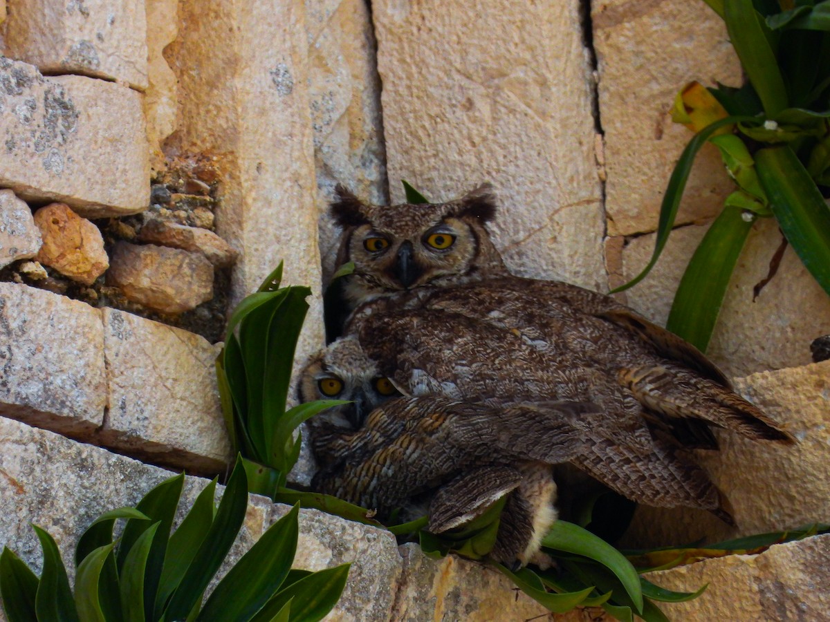 Great Horned Owl - ML619792088
