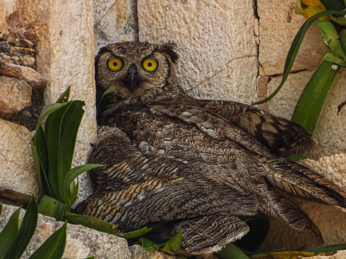 Great Horned Owl - ML619792090
