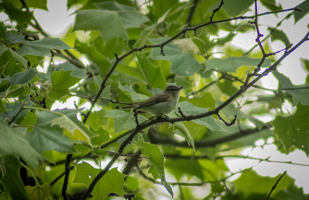 Warbling Vireo - ML619792103