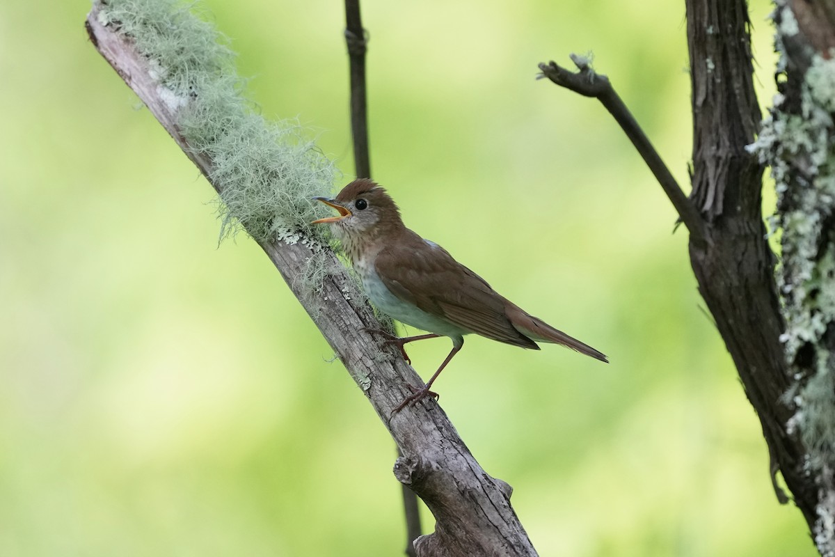 Veery - ML619792107