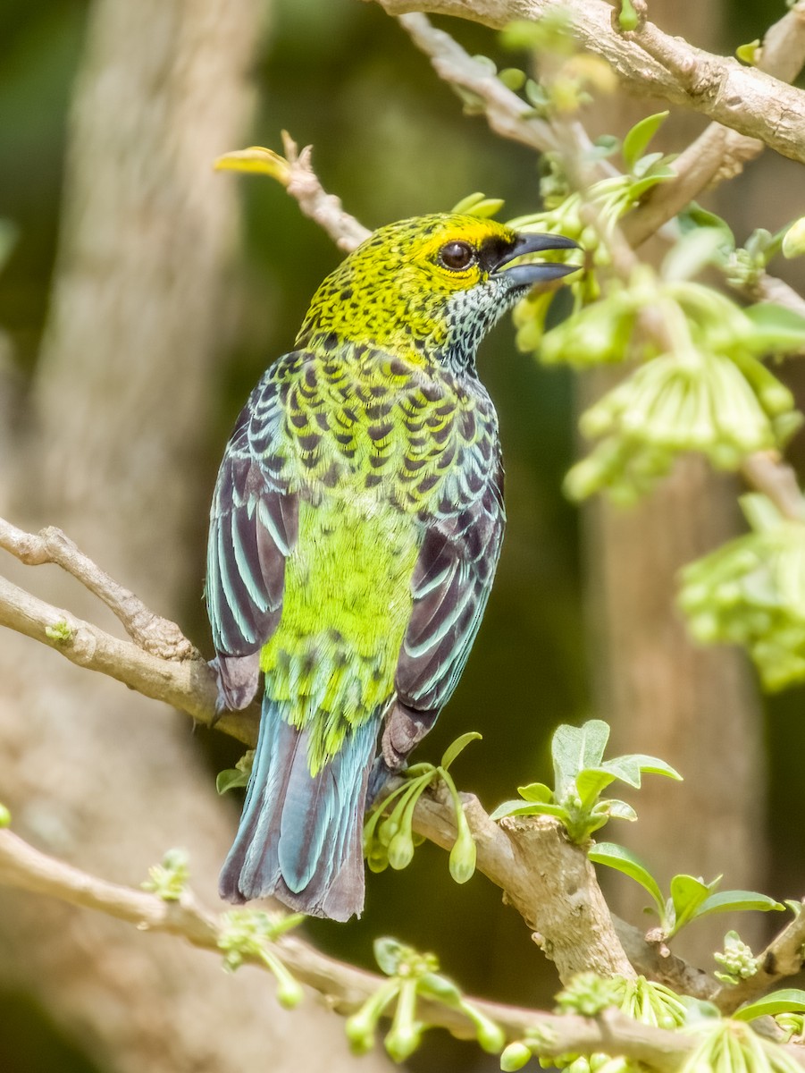 Speckled Tanager - ML619792111