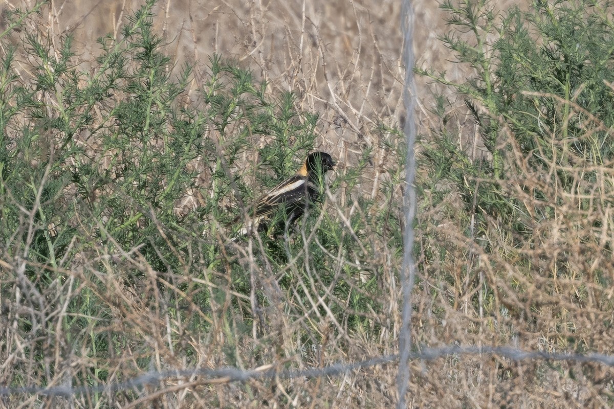 bobolink americký - ML619792132