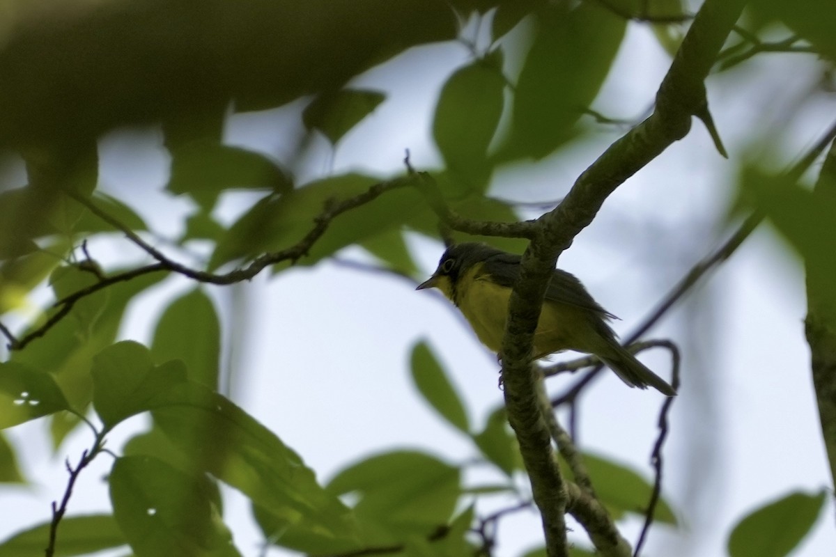 Canada Warbler - ML619792139