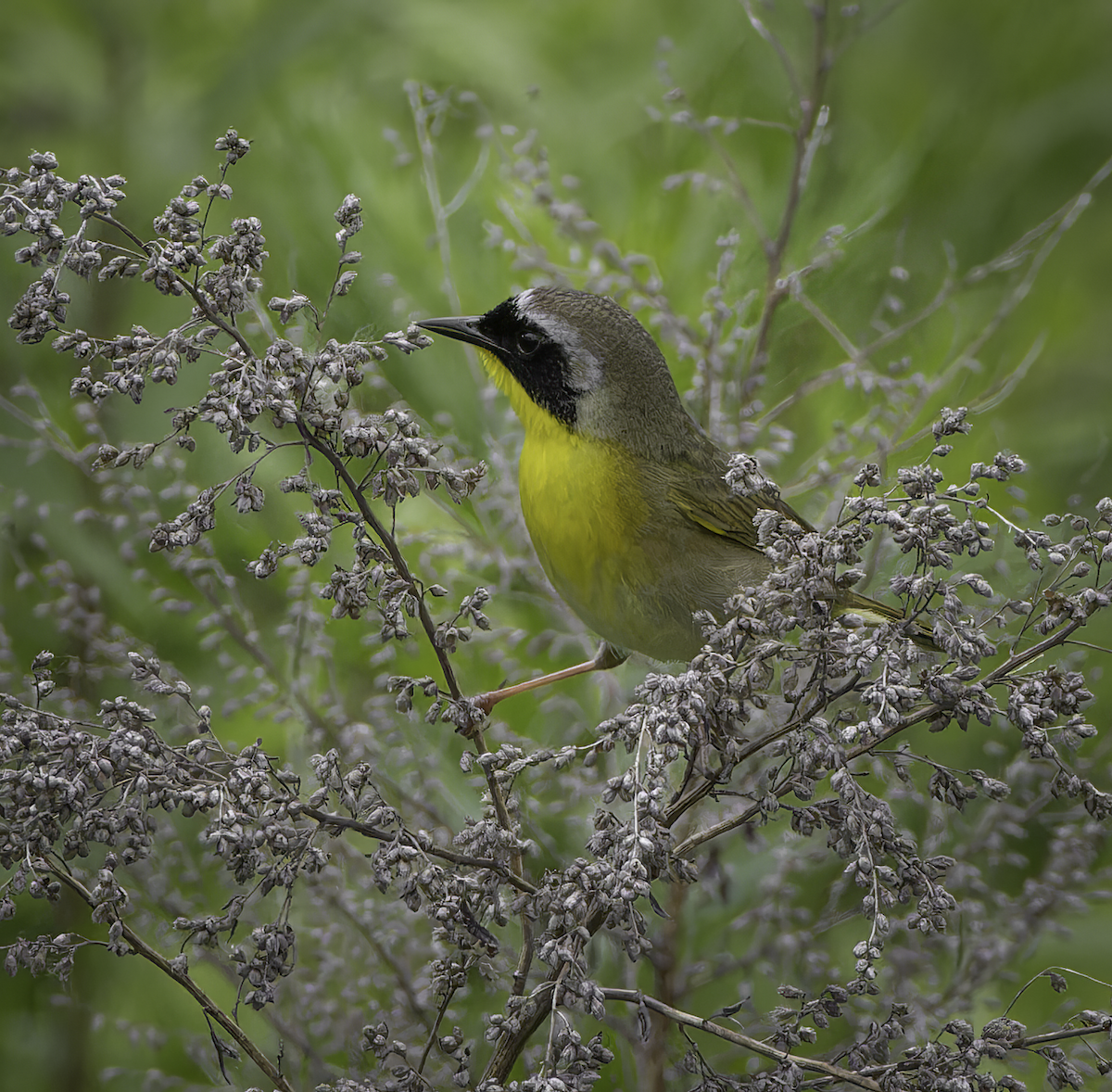 Paruline masquée - ML619792160