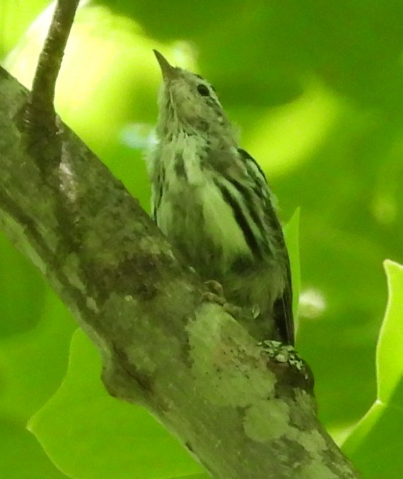 Black-and-white Warbler - ML619792161