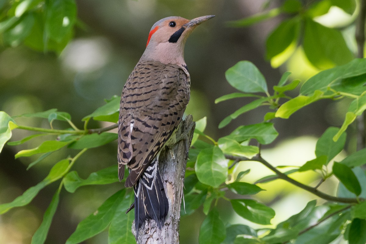 Northern Flicker - ML619792163