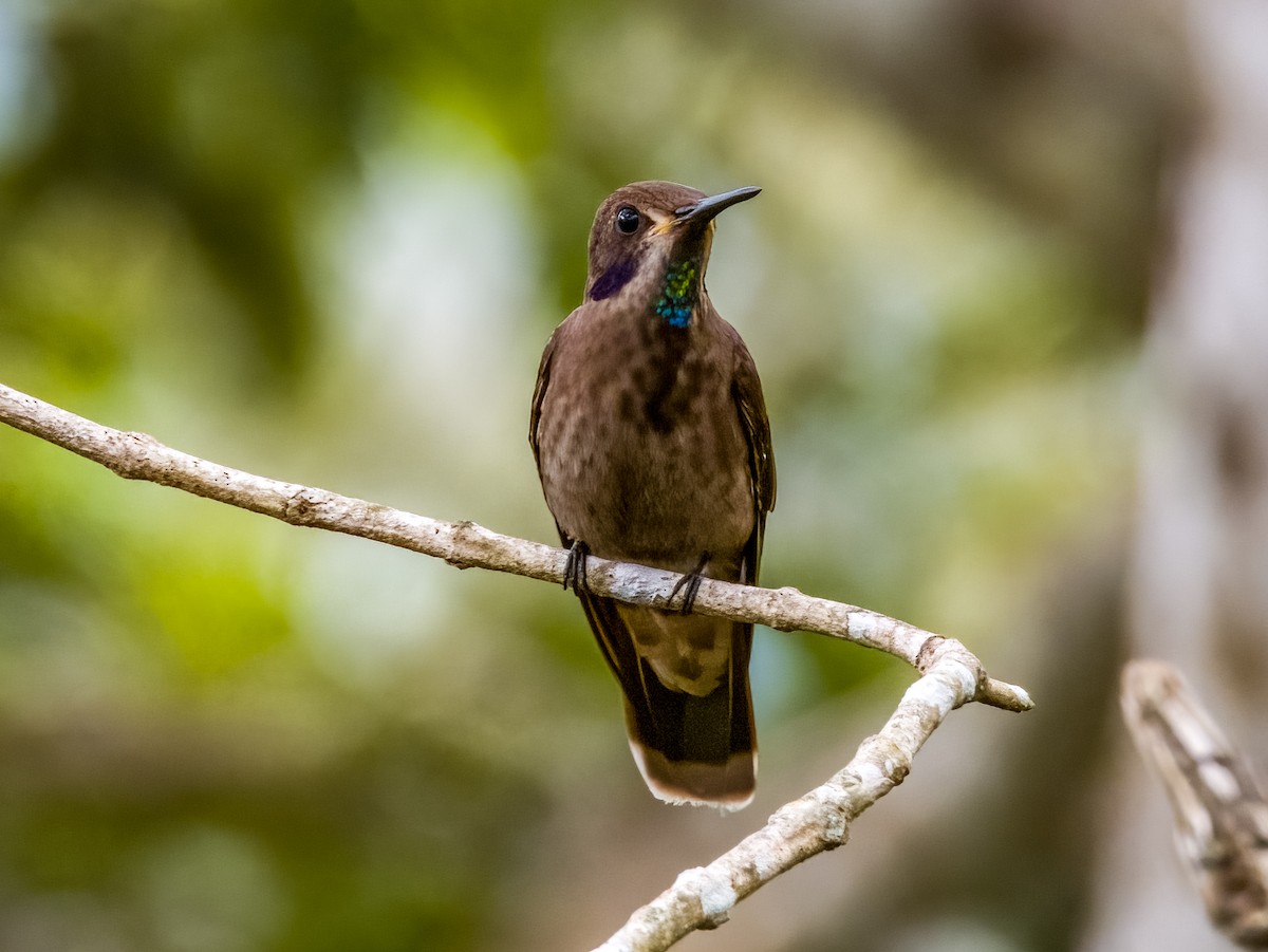 kolibřík fialovouchý - ML619792167