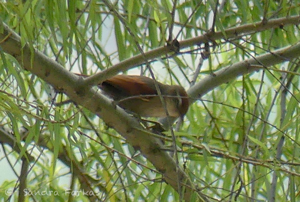Line-cheeked Spinetail - ML619792168