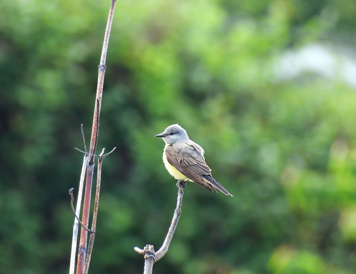 Western Kingbird - ML619792171