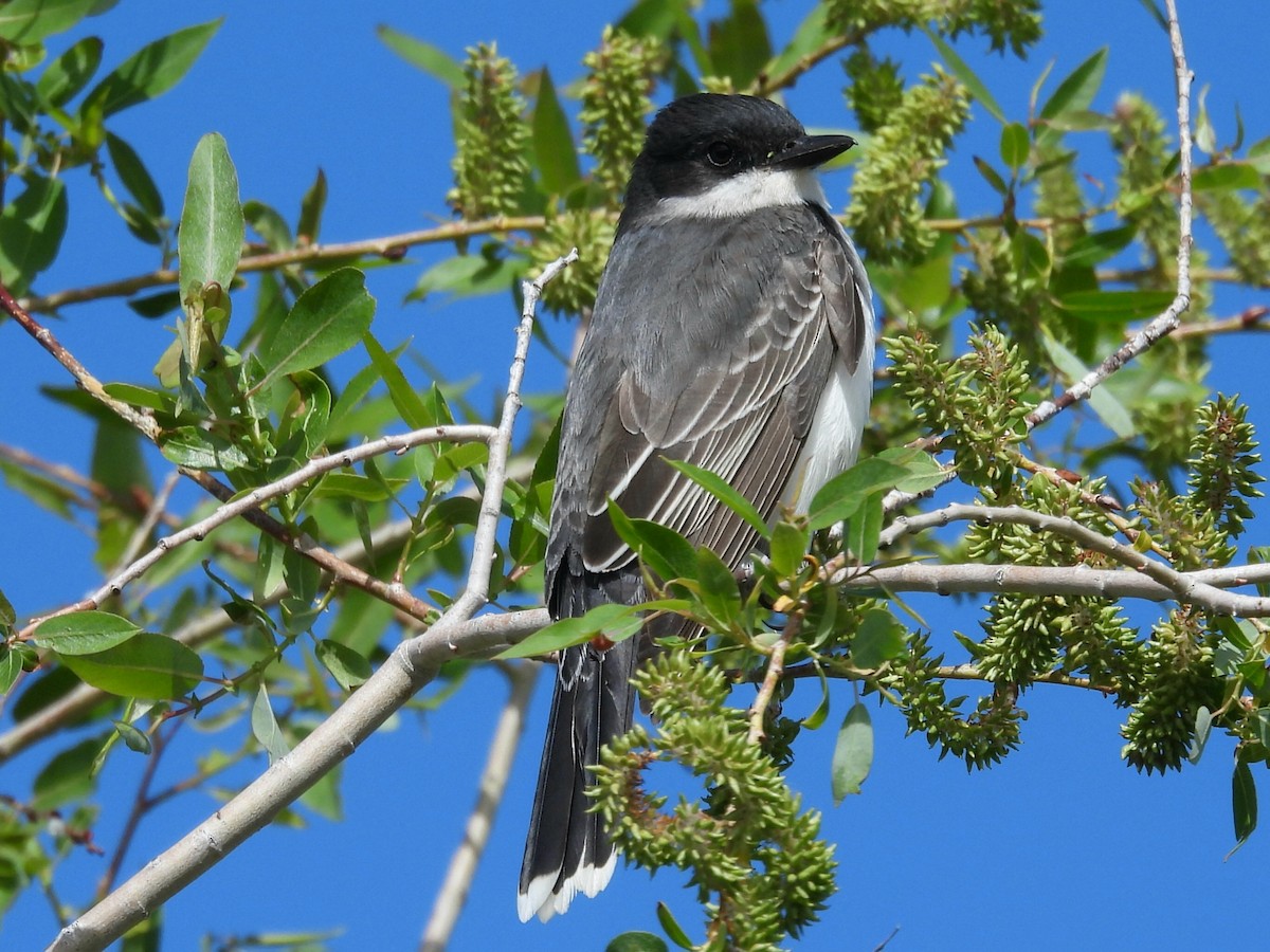 Eastern Kingbird - Dean Angiola