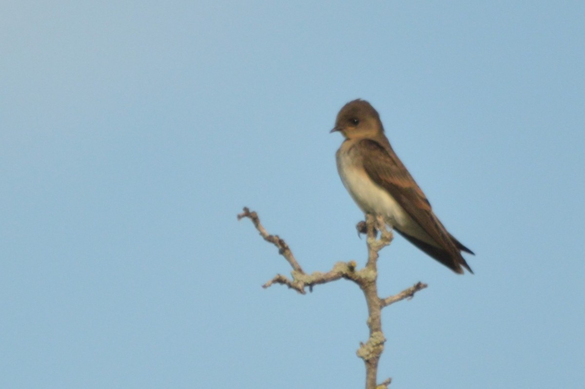 Northern Rough-winged Swallow - ML619792184