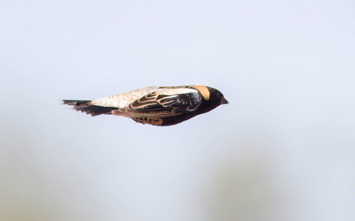 bobolink americký - ML619792187