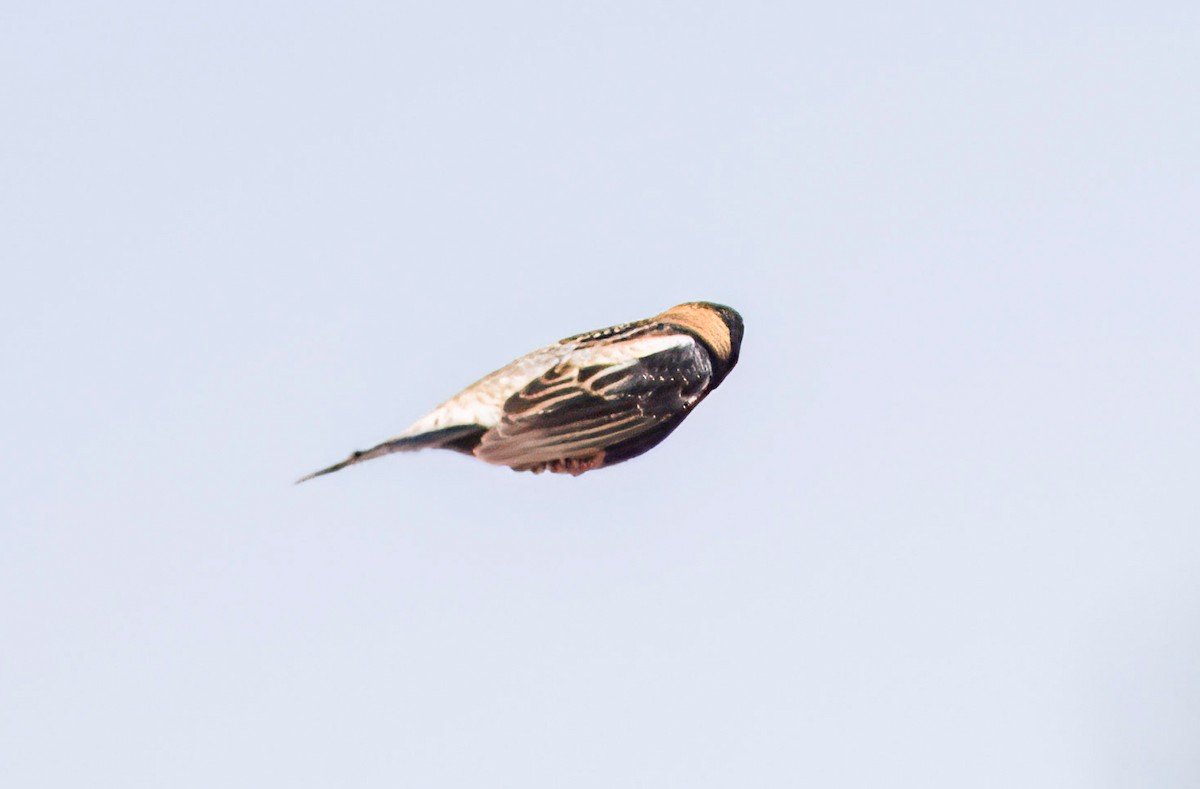 bobolink americký - ML619792188