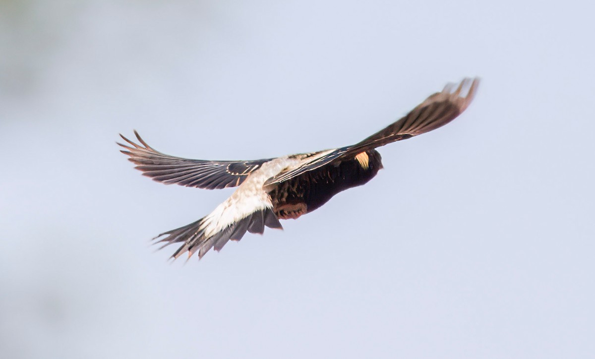 bobolink americký - ML619792190