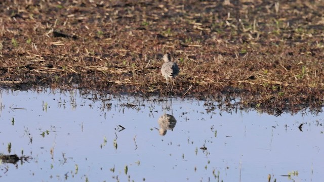 בבואן קרום-אצבעות - ML619792195