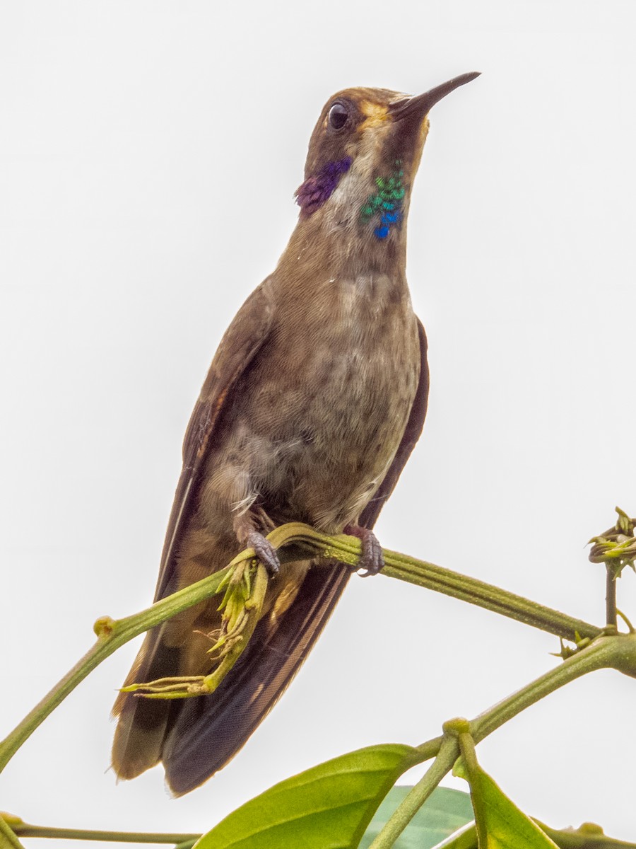 kolibřík fialovouchý - ML619792207