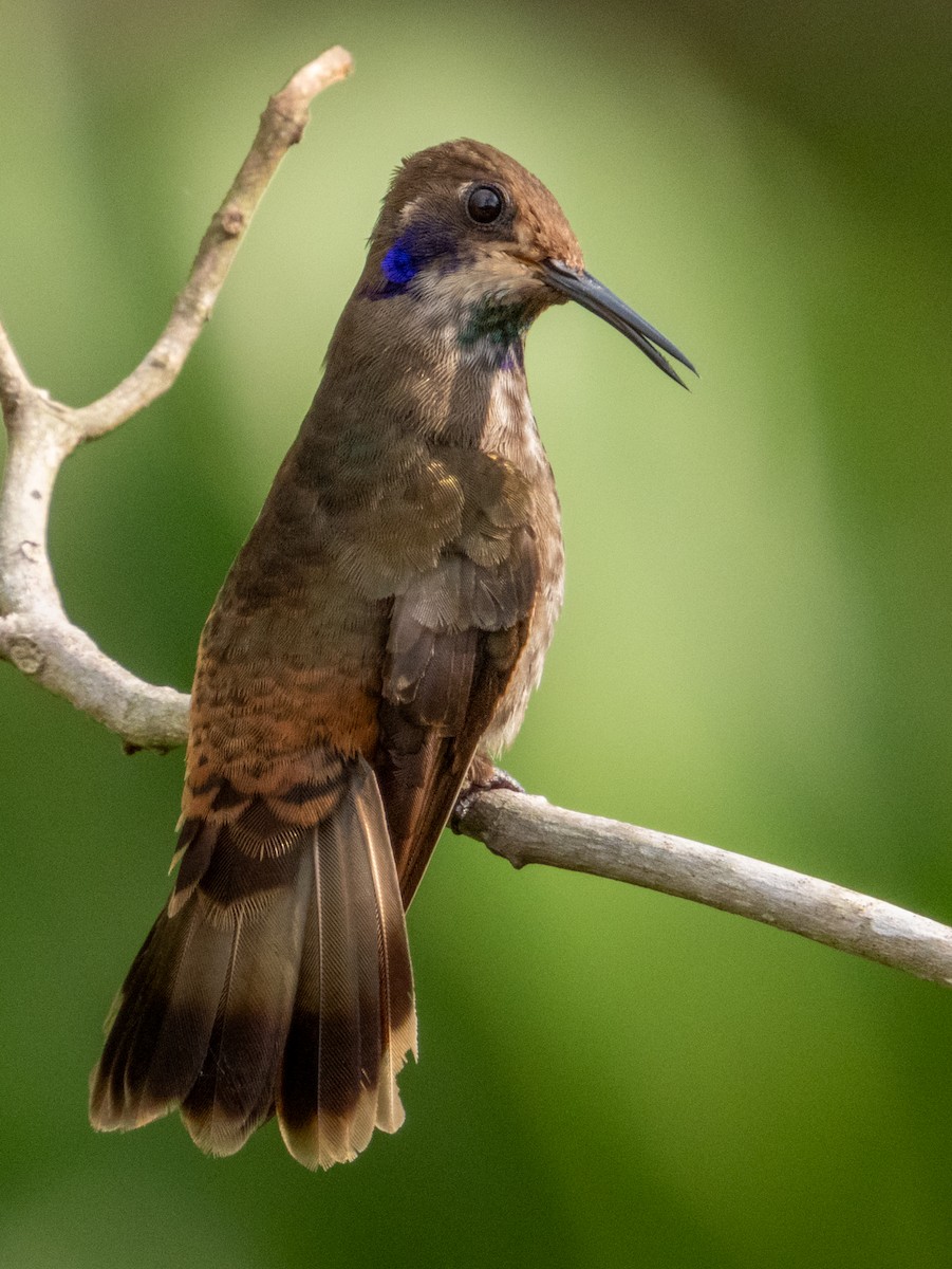 kolibřík fialovouchý - ML619792211