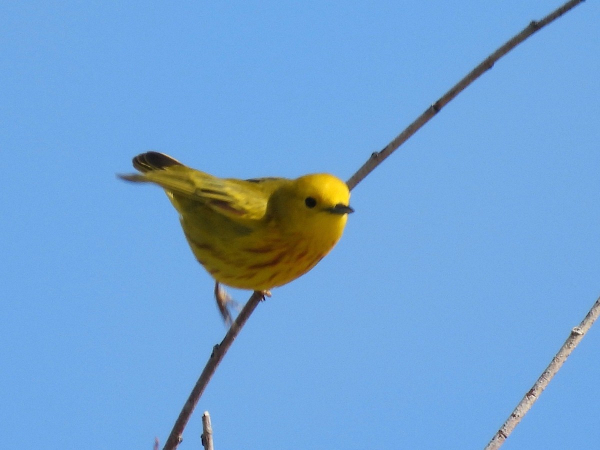 Yellow Warbler - ML619792215