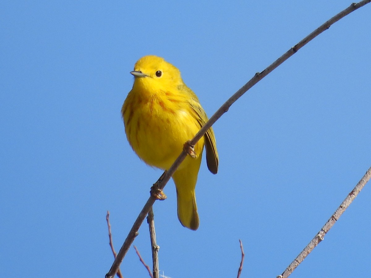 Yellow Warbler - Dean Angiola