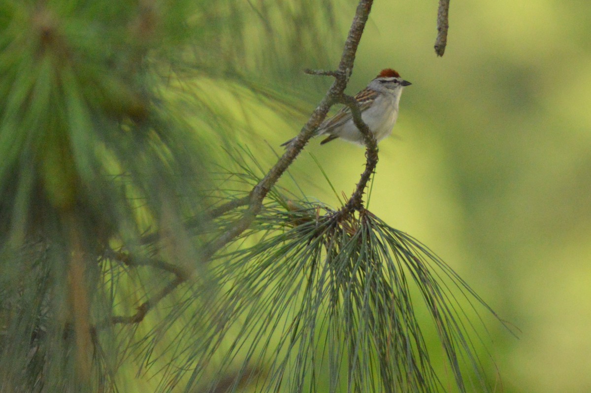 Chipping Sparrow - ML619792225