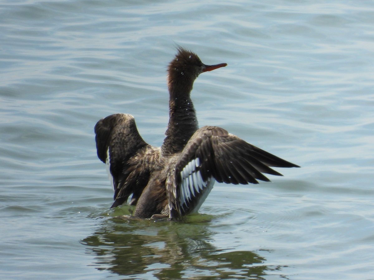 Red-breasted Merganser - ML619792228