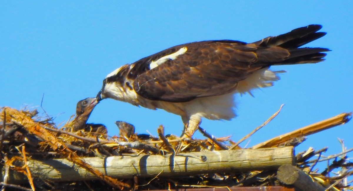 Águila Pescadora - ML619792229