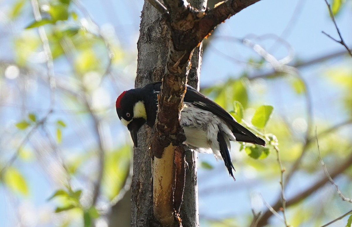 Acorn Woodpecker - ML619792233