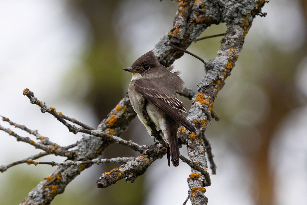 Olive-sided Flycatcher - ML619792240