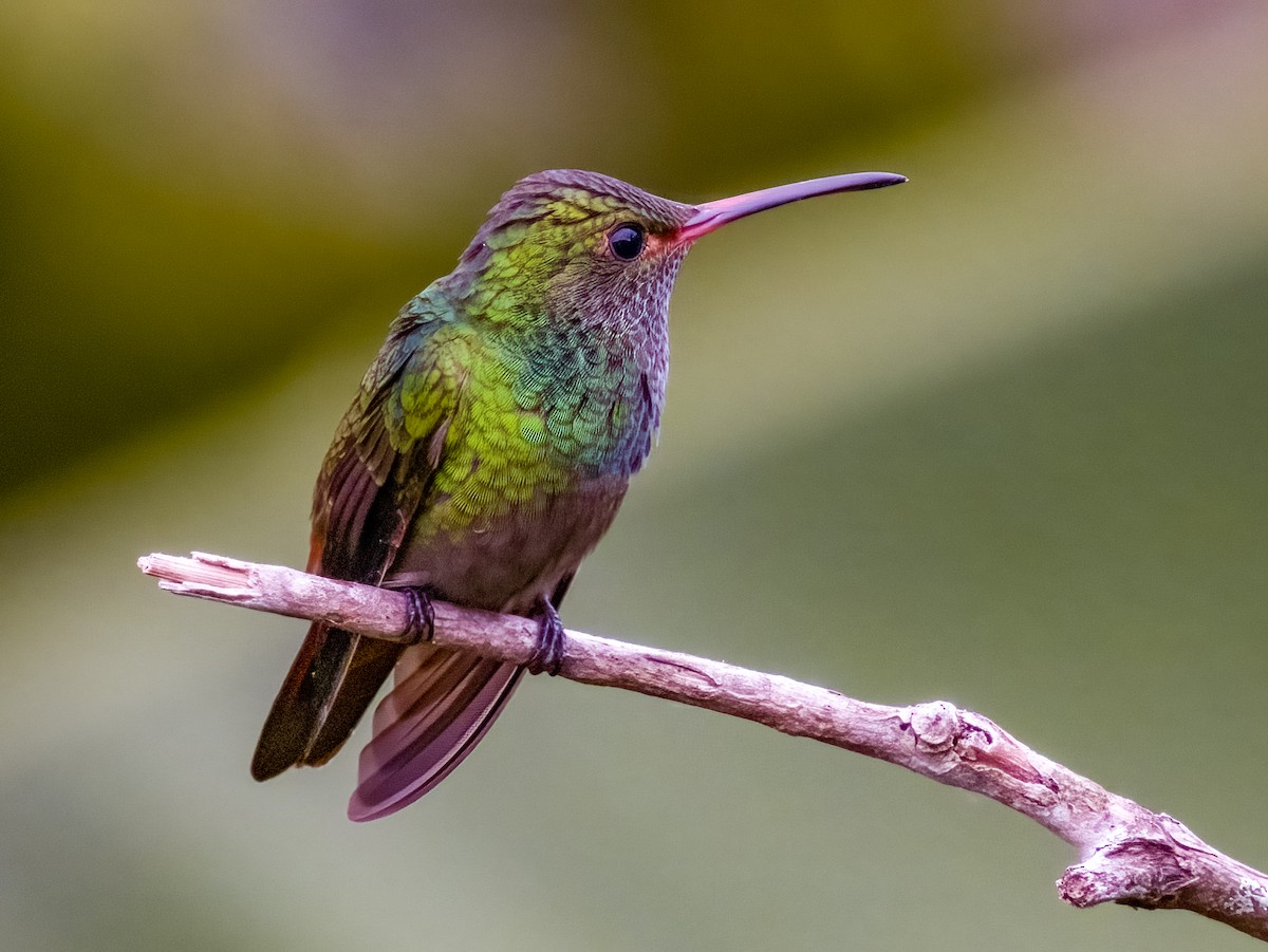 Rufous-tailed Hummingbird - ML619792244