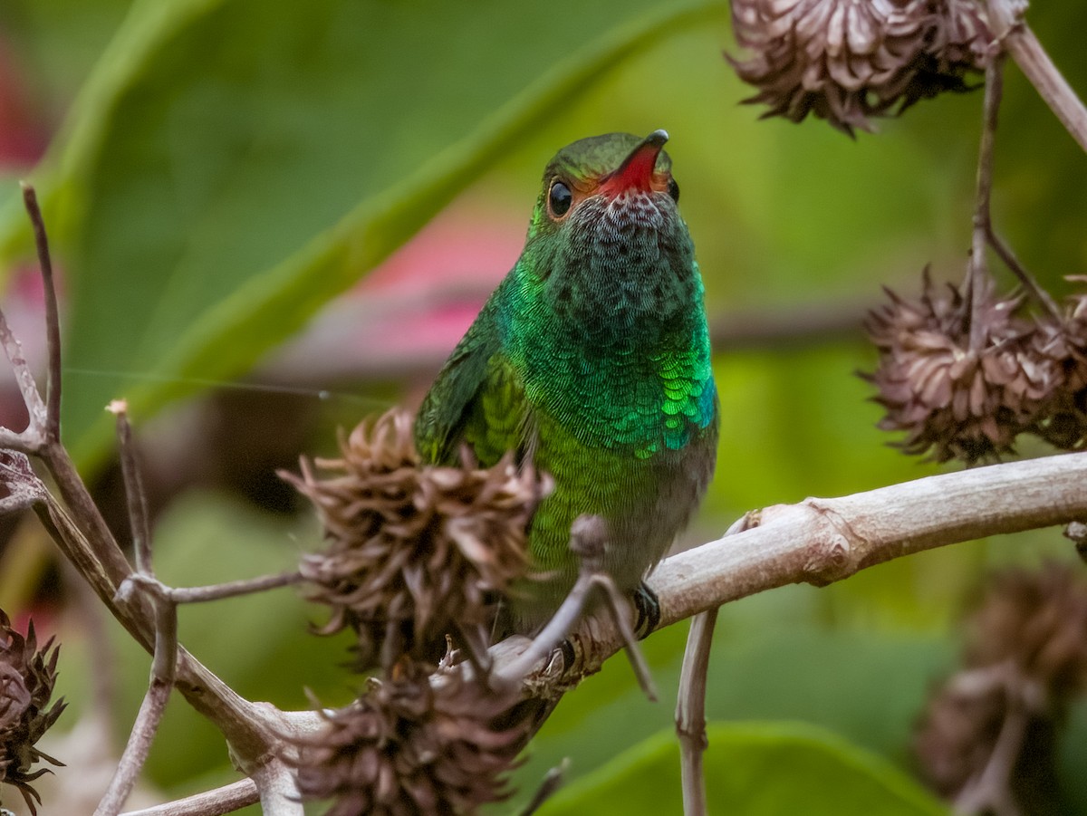 Rufous-tailed Hummingbird - ML619792247