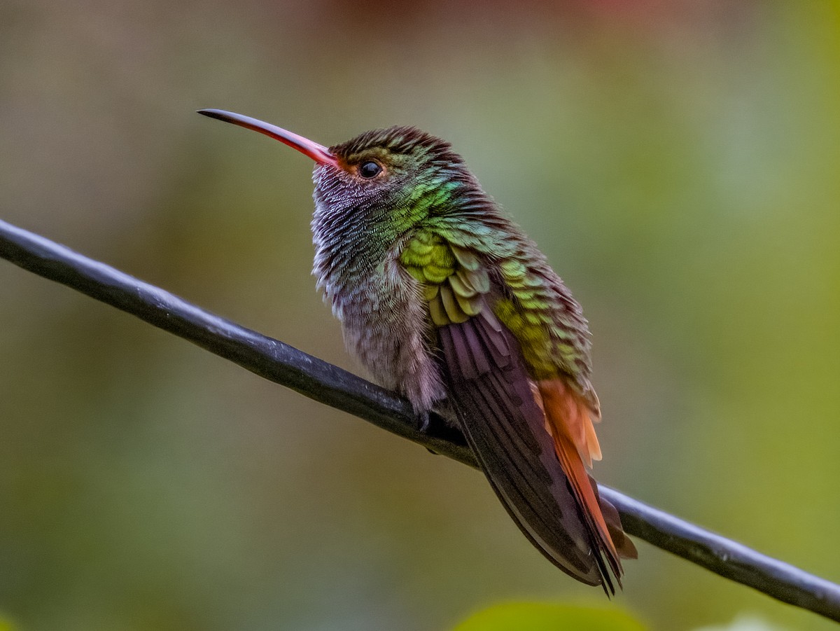 Rufous-tailed Hummingbird - ML619792250