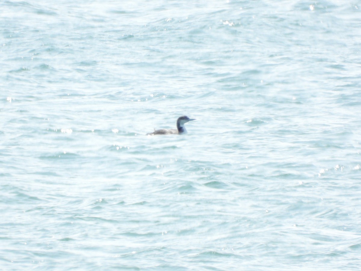 Common Loon - ML619792251