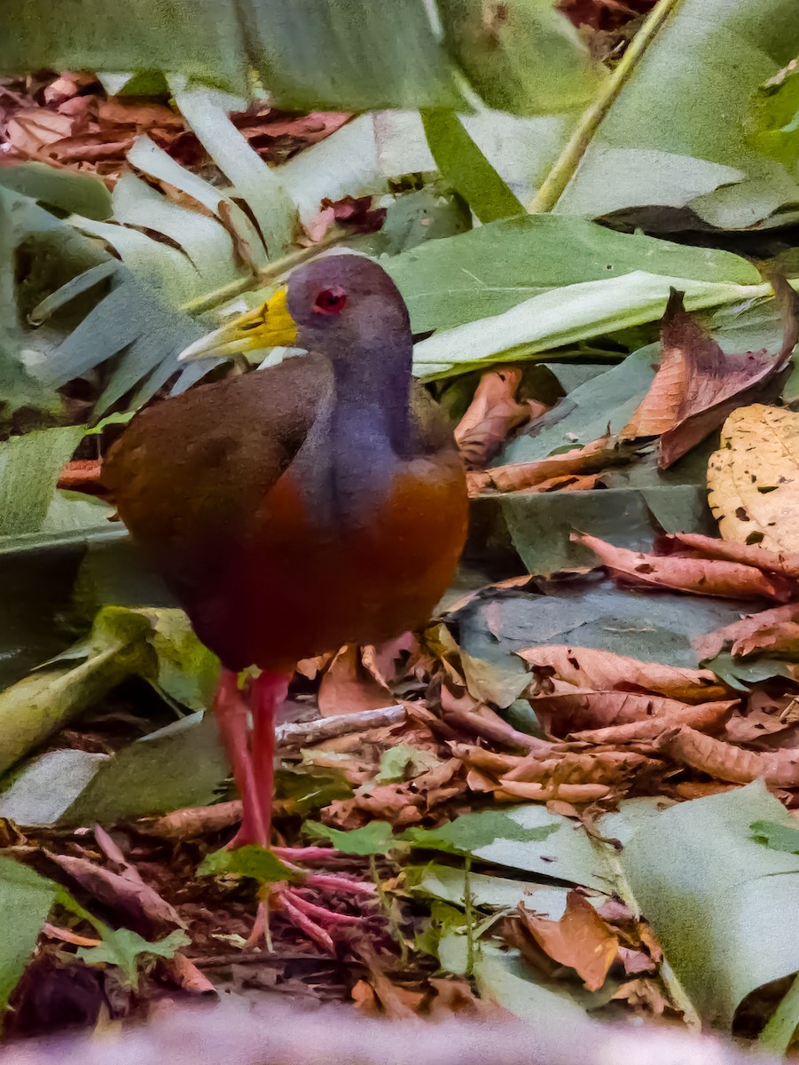 Gray-cowled Wood-Rail - ML619792254