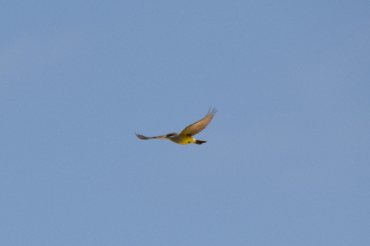 Western Kingbird - ML619792257