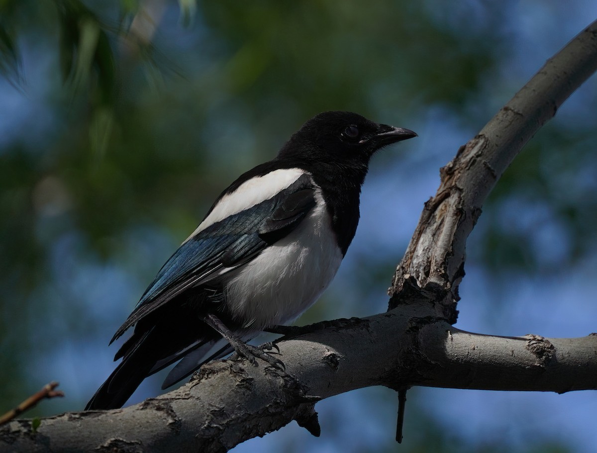 Black-billed Magpie - ML619792267