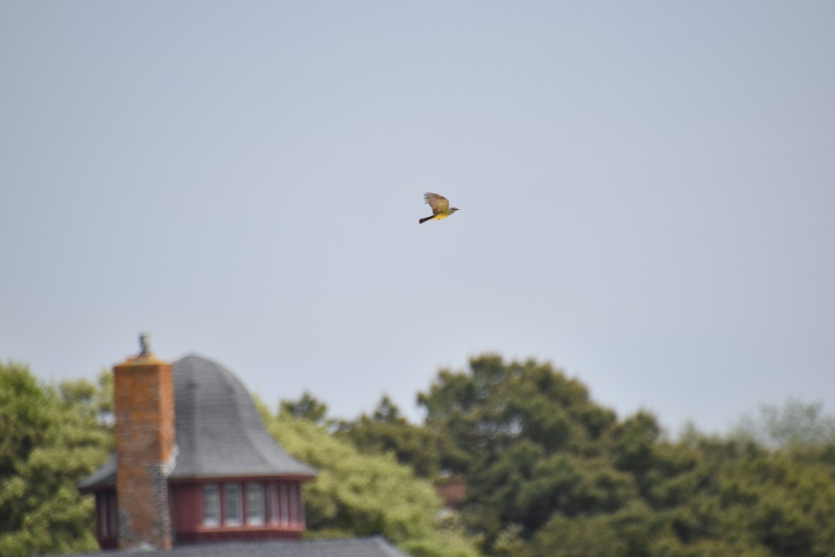 Western Kingbird - ML619792269