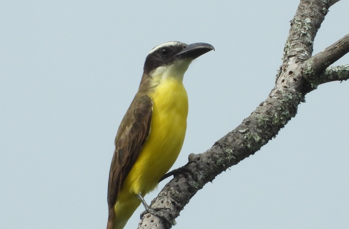 Boat-billed Flycatcher - ML619792273