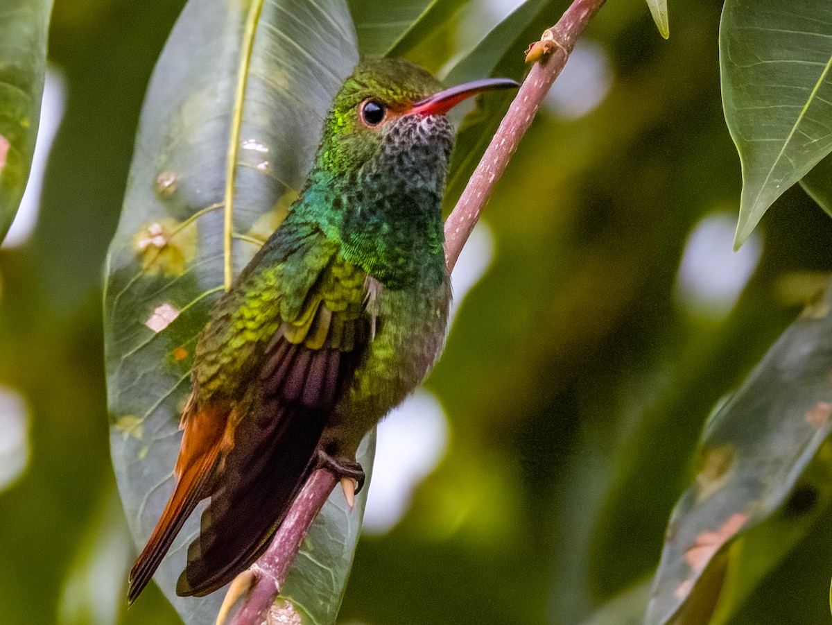 Rufous-tailed Hummingbird - ML619792275