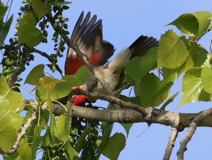 Rose-breasted Grosbeak - ML619792280