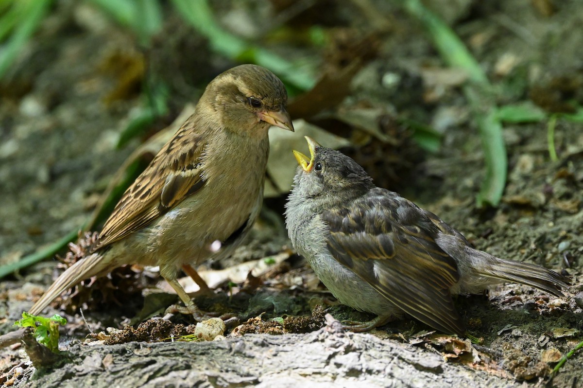 House Sparrow - ML619792293