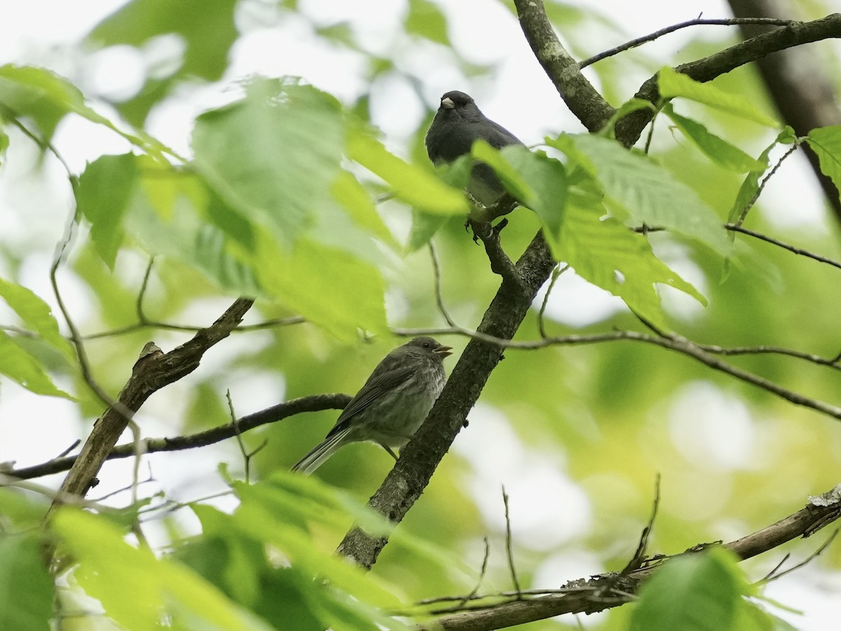 Dark-eyed Junco - ML619792295