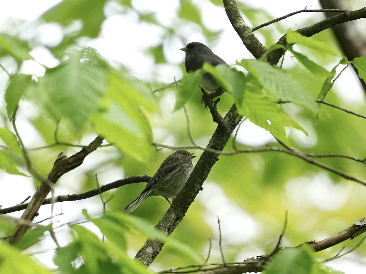 Junco Ojioscuro - ML619792296