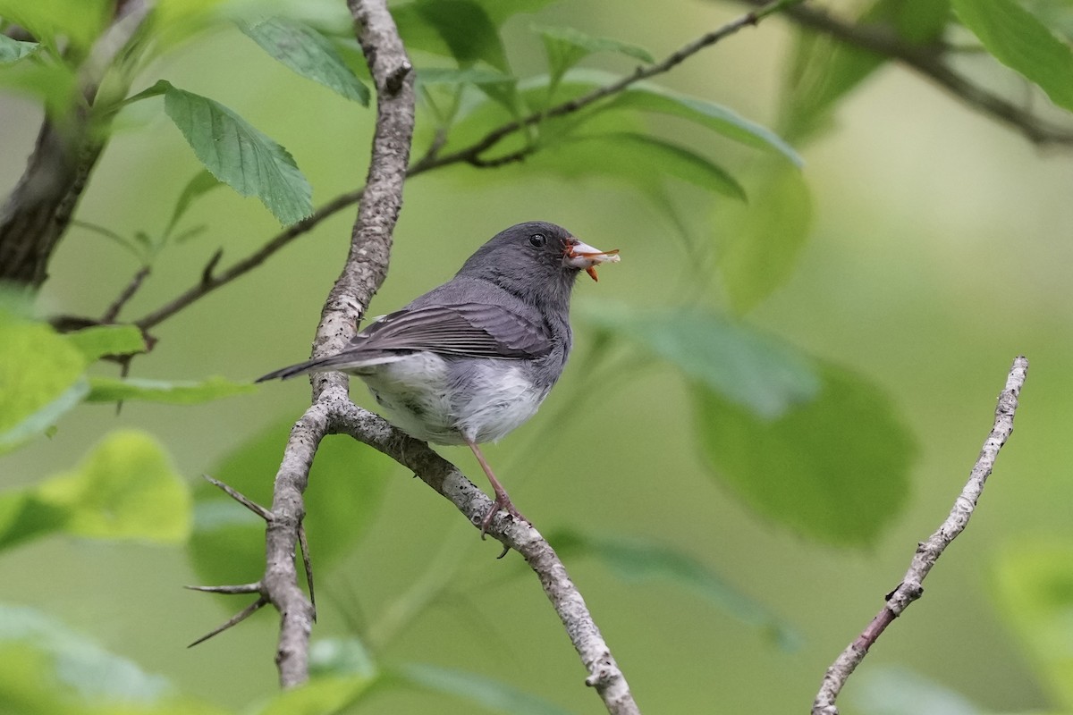 Junco Ojioscuro - ML619792297