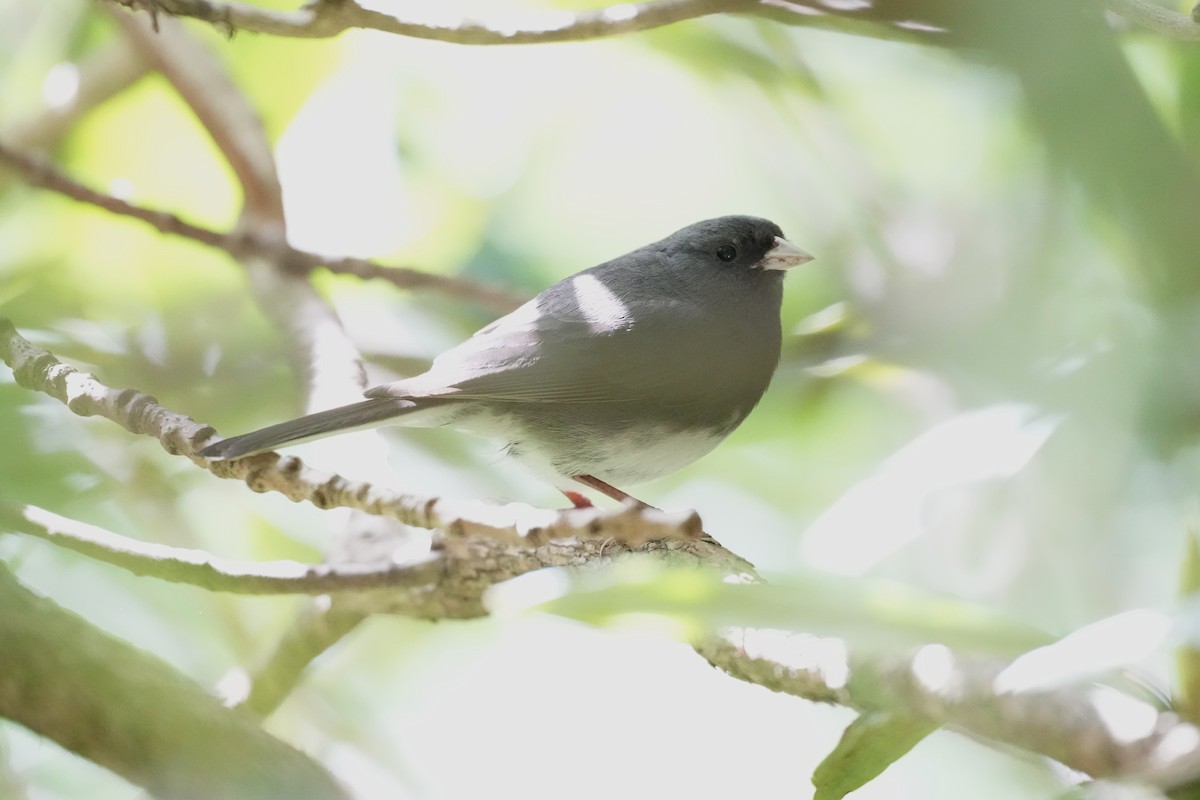 Dark-eyed Junco - Melanie Crawford