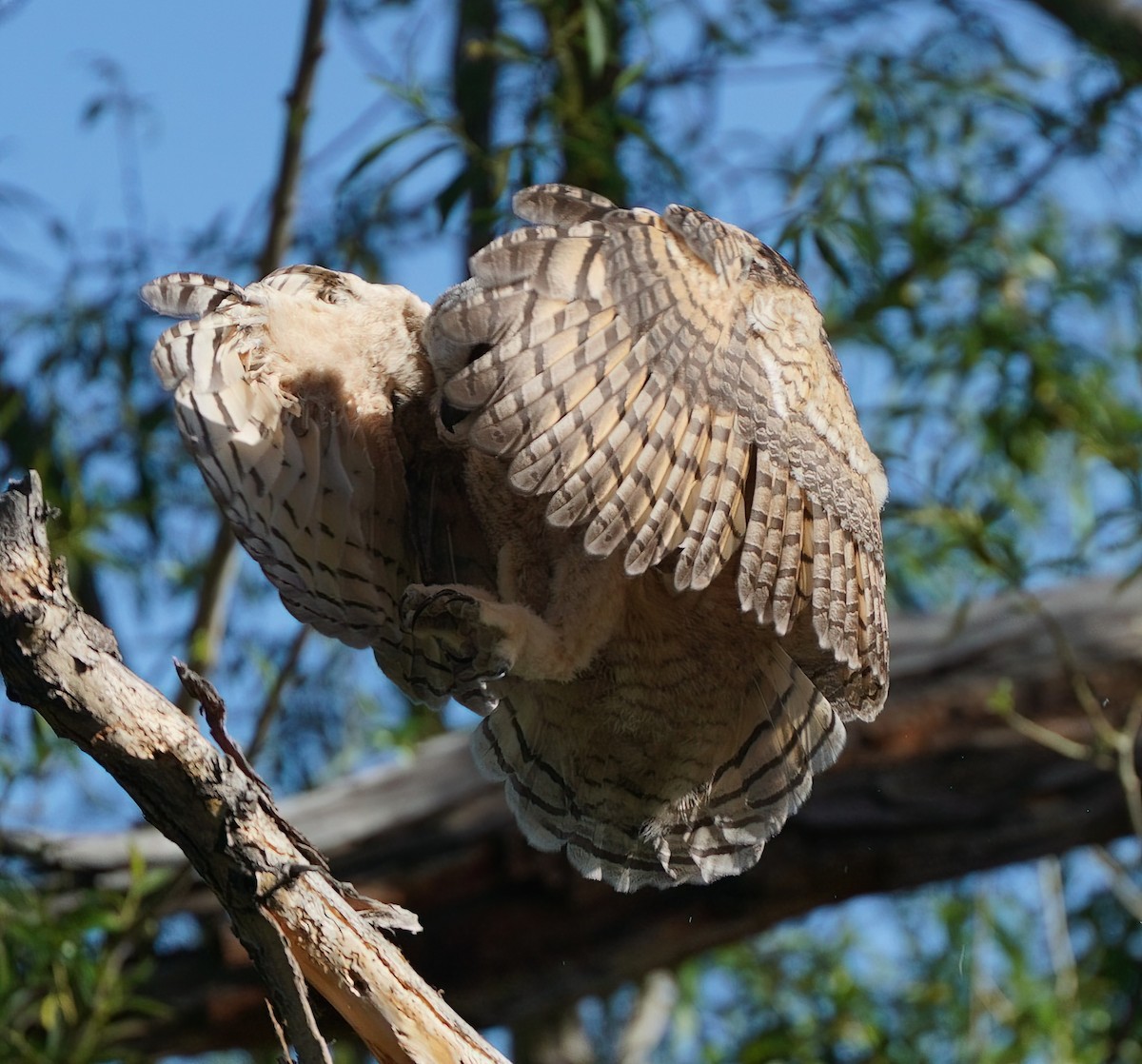 Great Horned Owl - ML619792310