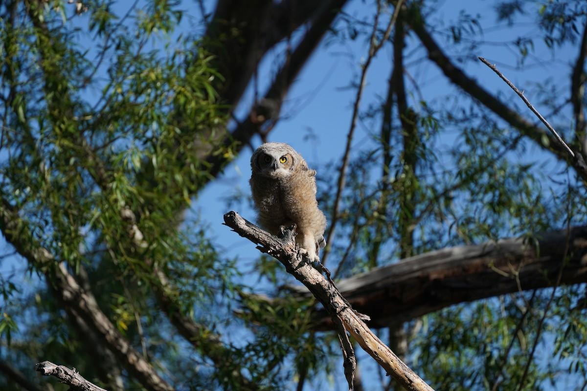 Great Horned Owl - ML619792312
