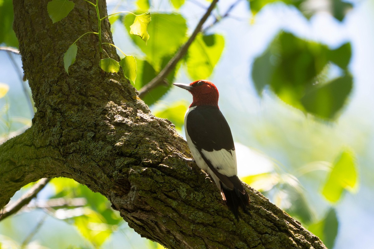 Red-headed Woodpecker - ML619792314