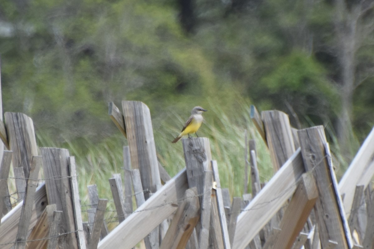 Western Kingbird - ML619792315