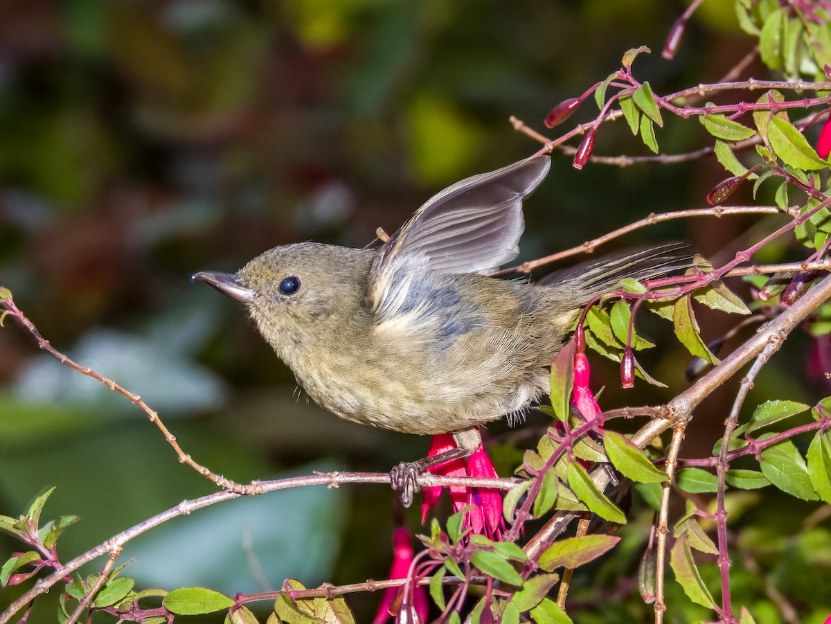 Slaty Flowerpiercer - ML619792320